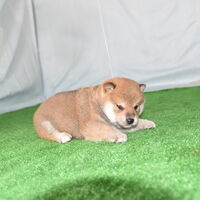 画像2392：2026.3.29生まれ黒雌