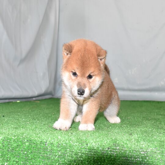 画像2395：綺麗な赤柴　祖父犬展覧会入賞多数・隔世遺伝狙って作出いたしました、