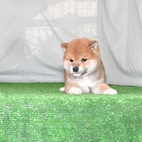 画像2398：2026.3.29生まれ黒雌