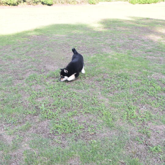 画像2420：2026.3.29生まれ黒雌
