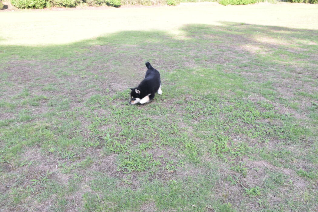 画像2420：2026.3.29生まれ黒雌