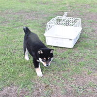画像2436：2026.3.29生まれ黒雌
