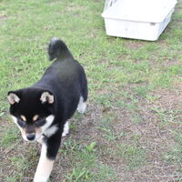 画像2437：2026.3.29生まれ黒雌