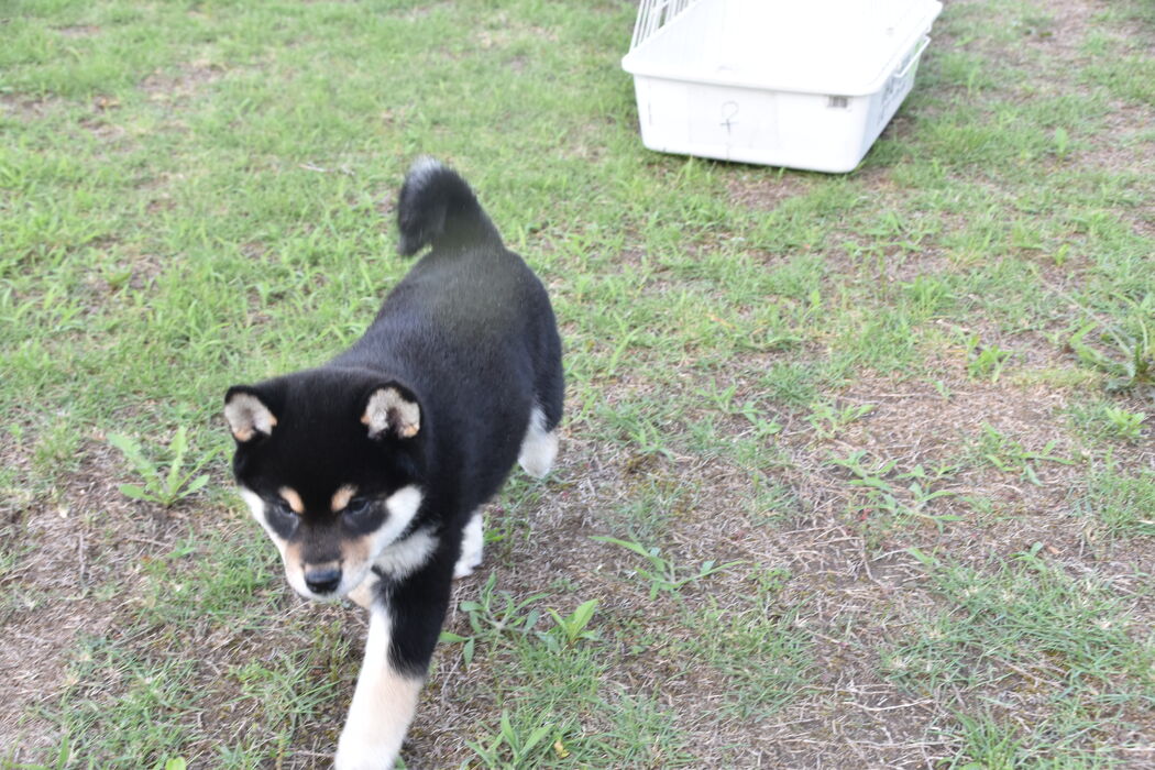 画像2437：2026.3.29生まれ黒雌