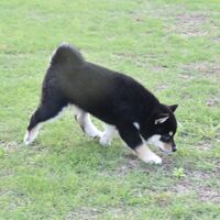 画像2440：2026.3.29生まれ黒雌