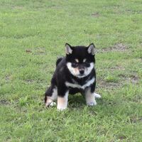 画像2441：2026.3.29生まれ黒雌