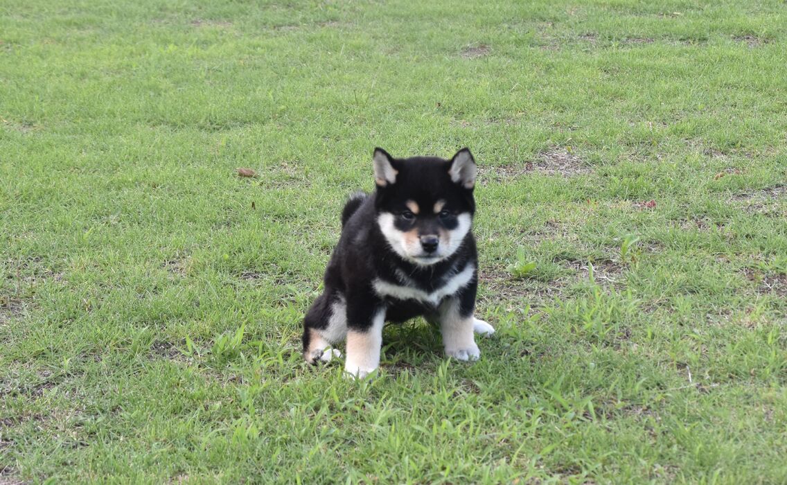 画像2441：2026.3.29生まれ黒雌