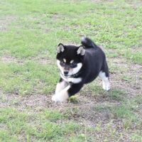 画像2442：2026.3.29生まれ黒雌