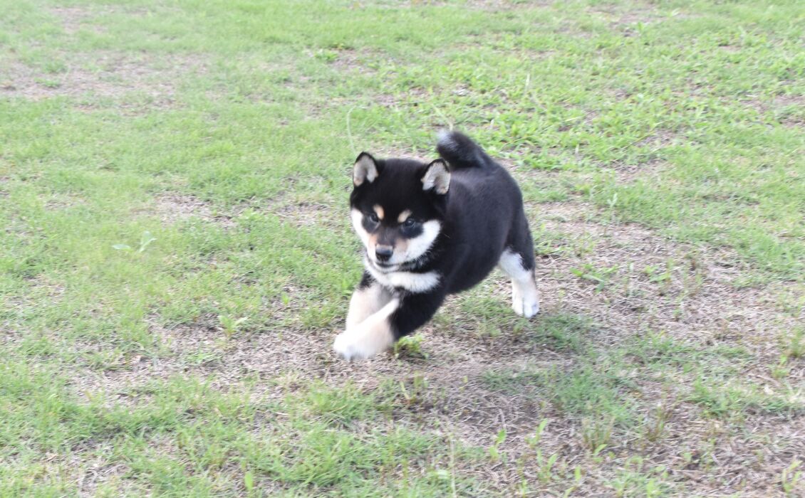 画像2442：2026.3.29生まれ黒雌