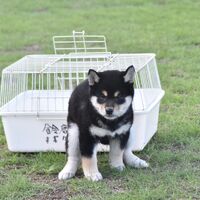 画像2443：2026.3.29生まれ黒雌