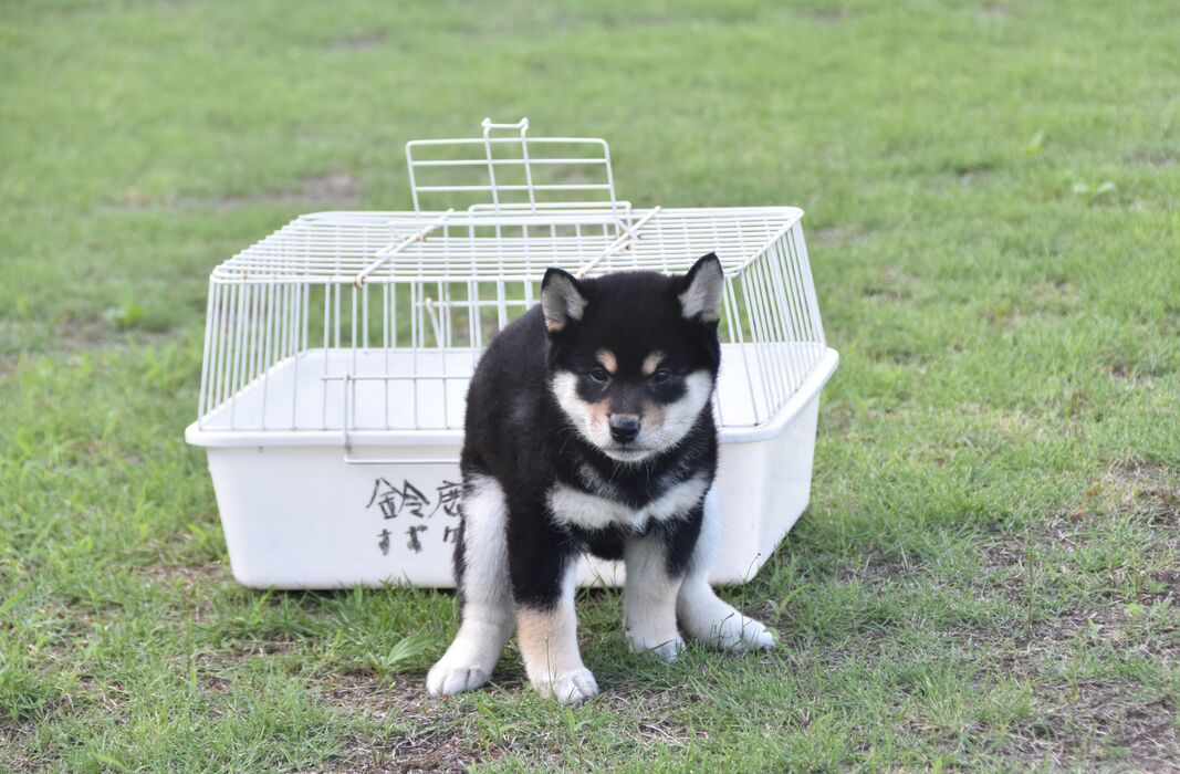 画像2443：2026.3.29生まれ黒雌