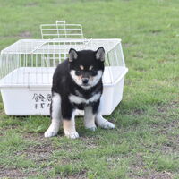 画像2444：2026.3.29生まれ黒雌