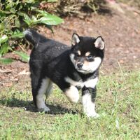 画像2446：2026.3.29生まれ黒雌